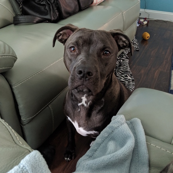 Meet your Posher, Nicole - Picture 5 of 6